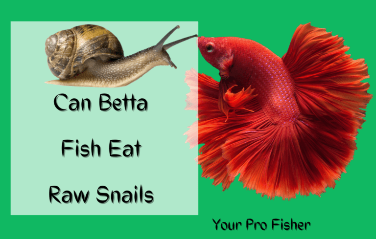 Do Betta Fish Eat Snails? (Is Snails Safe Or Not!)